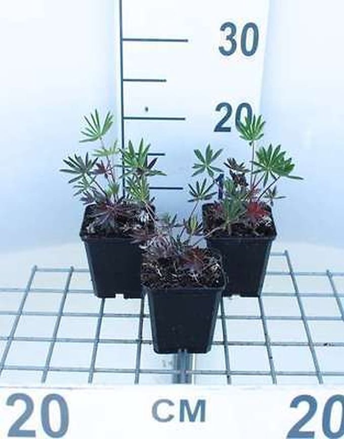 6x Lupine - Lupinus hybr. 'Gallery Pink' | 9x9 cm pot