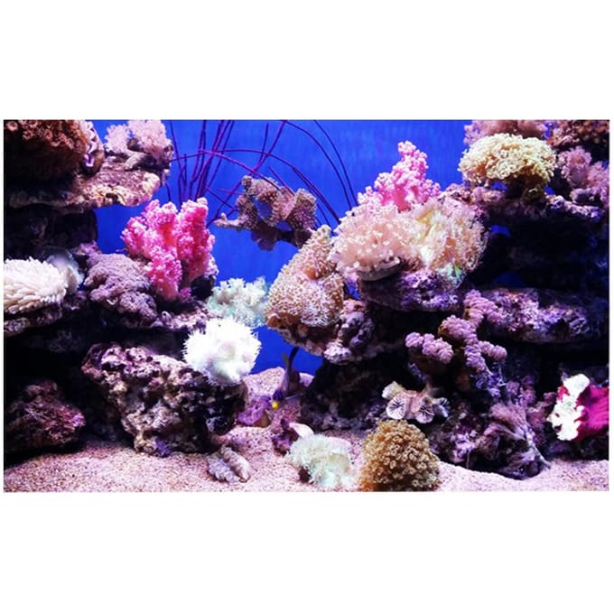 Affiche Adhésive Effet 3D Corail Seaworld pour Décoration d'Aquarium 122 x 61cm blue