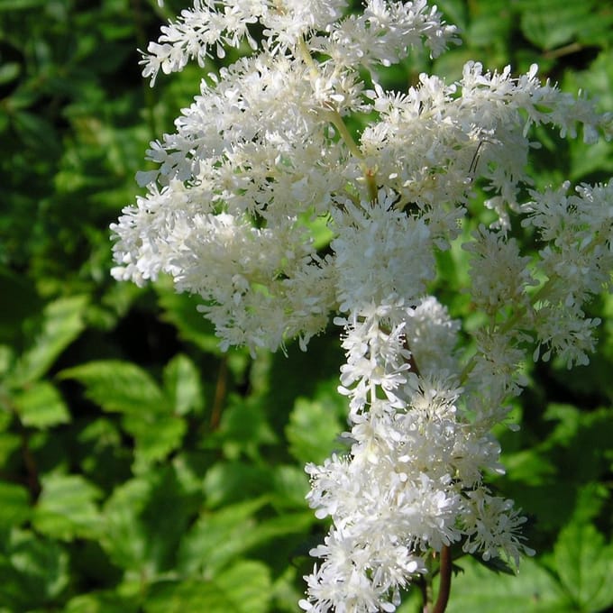 6 x Astilbe Arendsii 'Brautschleier' - Astilbe Pot 9x9 cm - Witte Pluimen