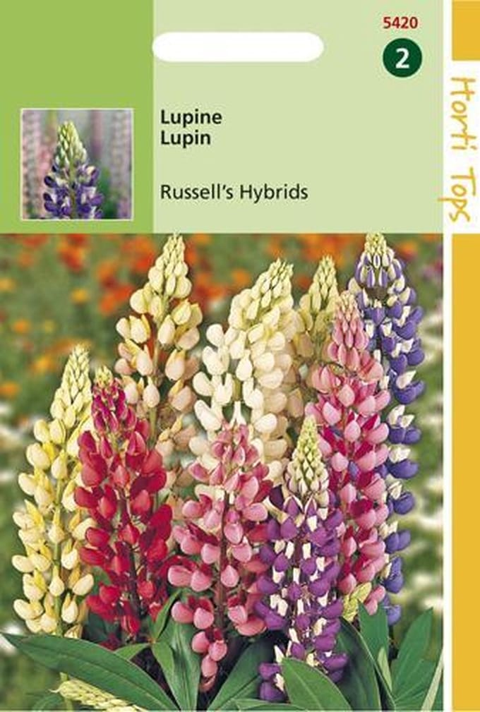 Hortitops Zaden - Lupinus Polyphyllus Russell'S Hybr. Gemengd