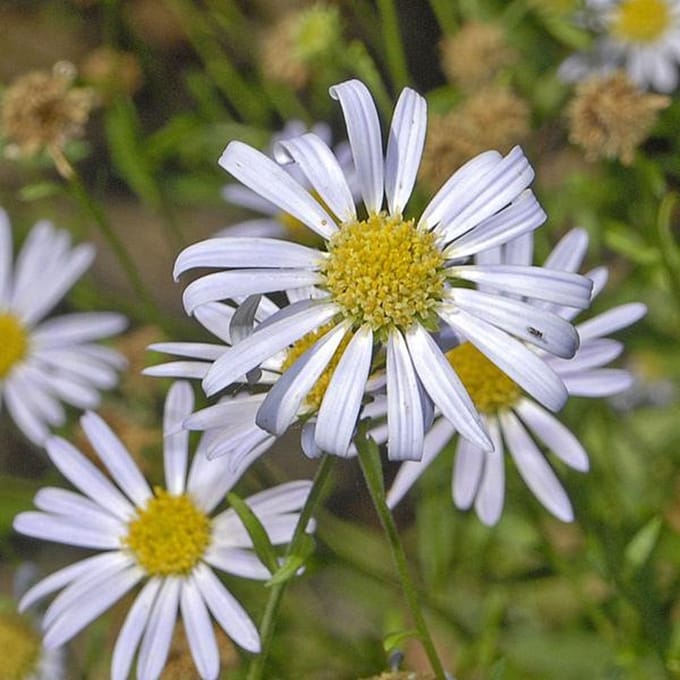6 x Kalimeris Incisa - Zomeraster pot 9x9cm