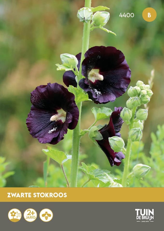 Zwarte stokroos Jet Black - tweejarig - Tuin de Bruijn® zaden