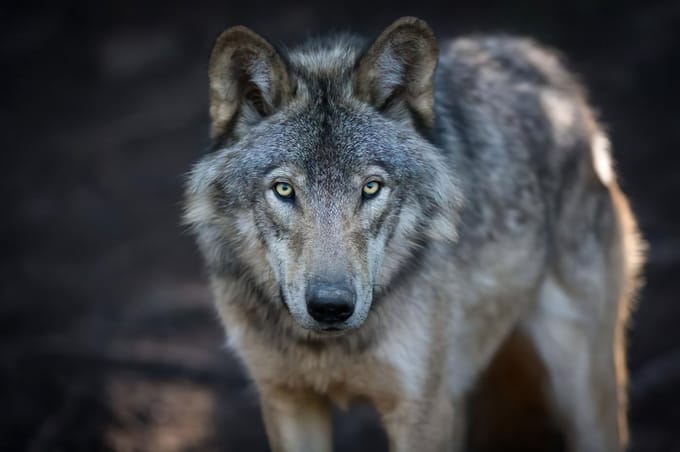 Ter Halle - Glasschilderij - Wolf - 120x80cm