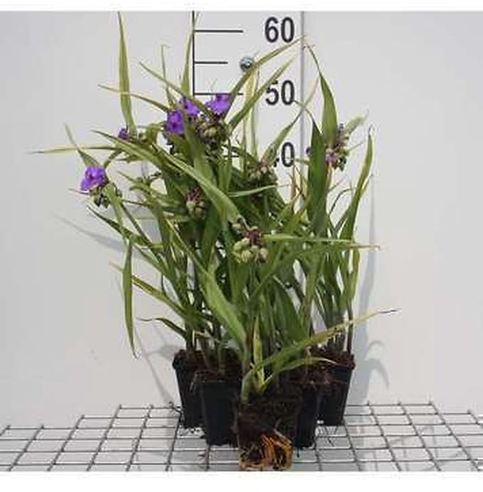 6x Eendagsbloem - Tradescantia (a) 'Leonora' | 9x9 cm pot