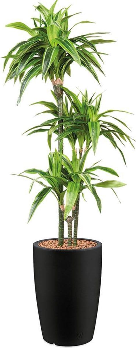 HTT - Kunstplant Dracaena Lemon Lime in Genesis rond antraciet H150 cm