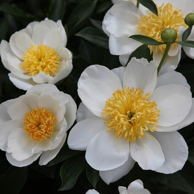 3 x  Paeonia  'Jan Van Leeuwen' Tuinpioen pot 9x9cm