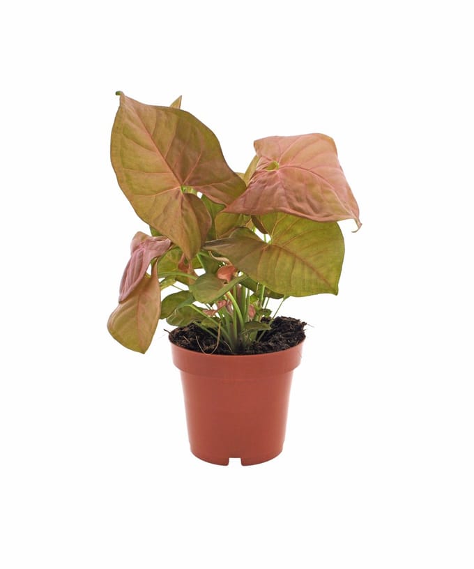 Syngonium | Neon | 30cm
