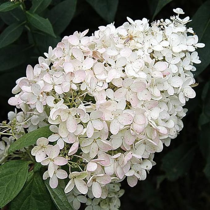 Hydrangea Paniculata 'Grandiflora' - Hortensia 40-50 cm in pot