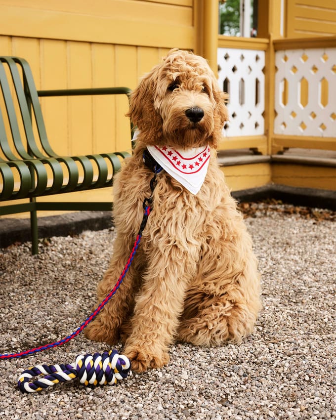 HAY Dogs Leash Braided Adjustable M/L