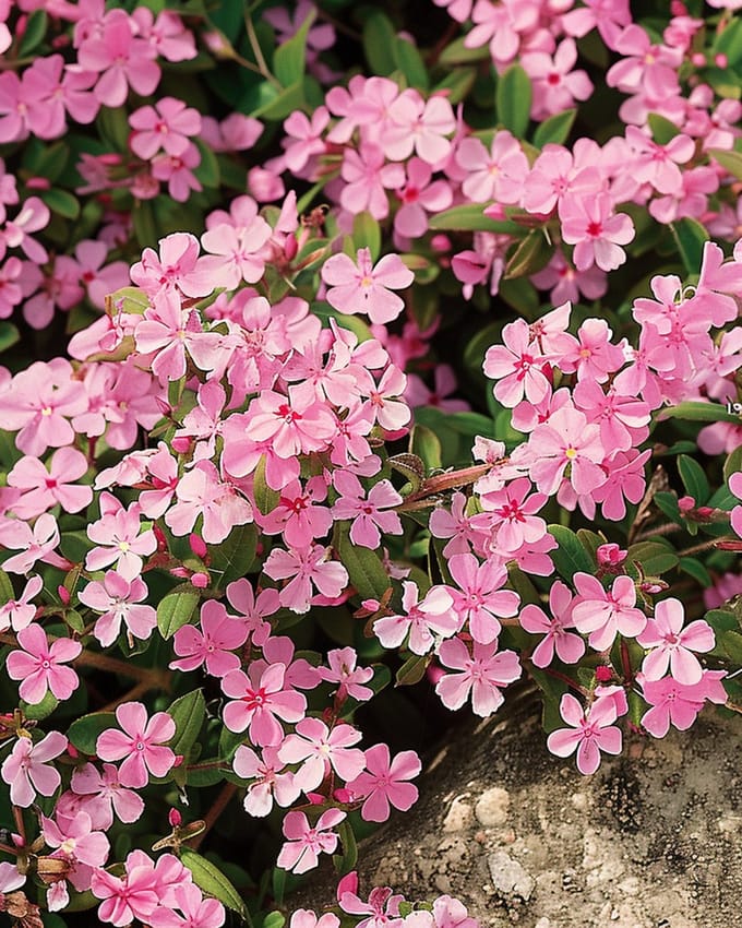 2 sets - Zeepkruid Zaden Saponaria Ocymoides Meerjarig