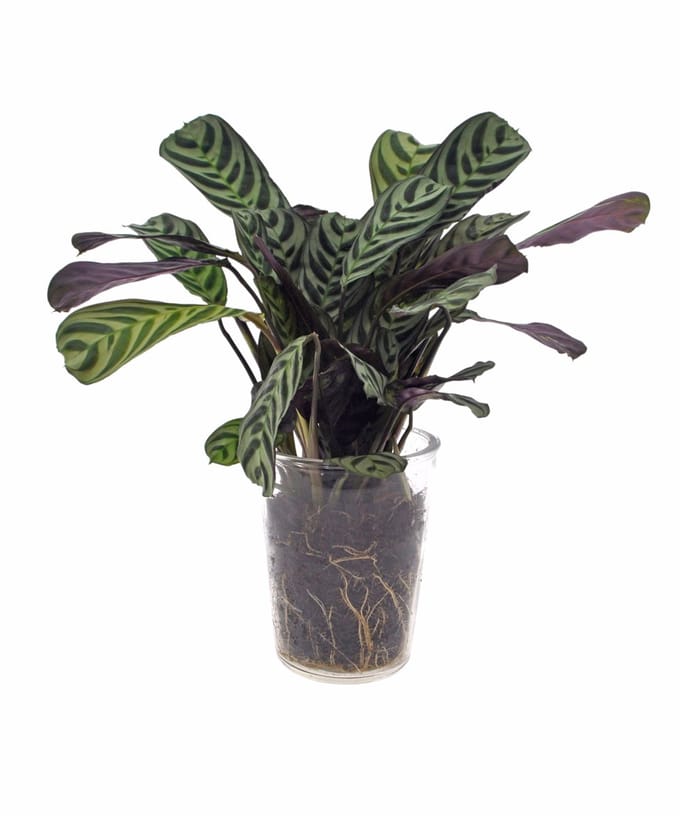 Calathea | Ctenanthe Burle Marxii | 35cm | Vaasglas