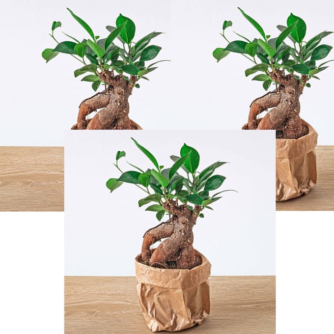 3 x Ginseng Ficus Bonsai - Ficus Microcarpa Ginseng - Potmaat 8.5 cm - set van 3 stuks