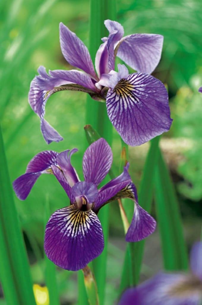 Iris kaempferi P9