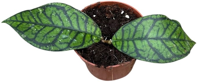 Hoya Ranauensis Kamerplant Potmaat Ø10,5 cm |Vers Van De Kweker