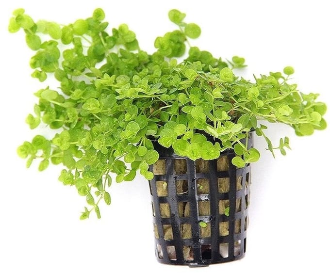 Moerings Micranthemum Umbrosum | Parelkruid | in 5 cm pot