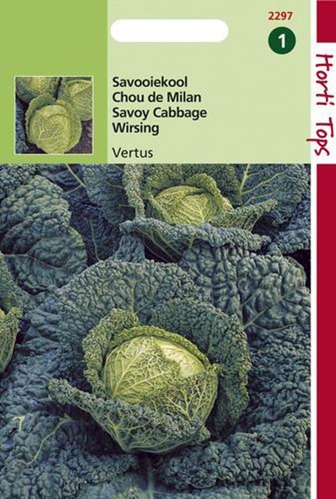 Hortitops Zaden - Savooiekool Vertus 3 (Grote Late Groene)