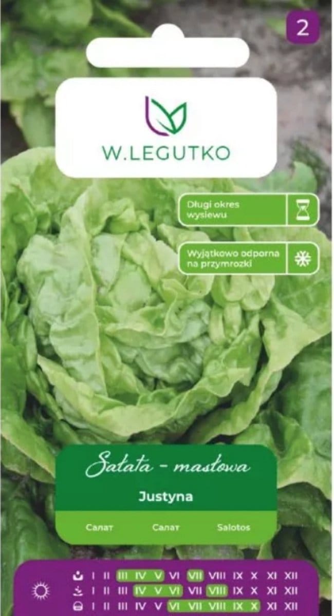 W.Legutko - ijsbergsla – lichtgroen, vroeg rijpend