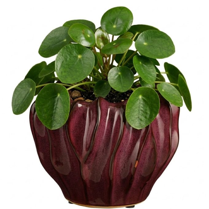 Mica Decorations Planten / bloempot Thom - bordeaux rood - keramiek - 19 x 24 cm