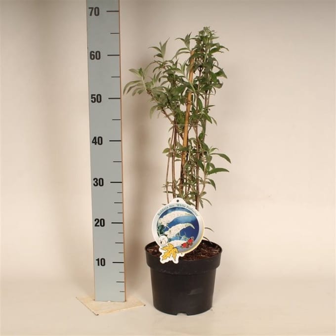 Arbustes de haie - Un ensemble 1 - Buddleja davidii 'White Profusion' - (3L) 50-60 cm