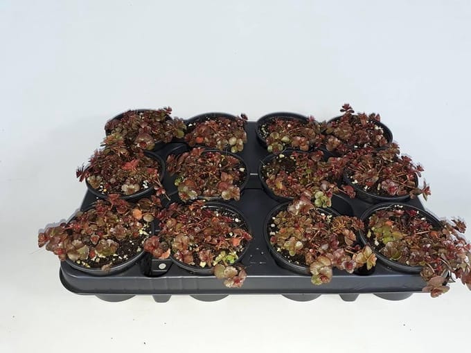 Sedum - Spurium - 12 stuks (9cm, rotsplanten)
