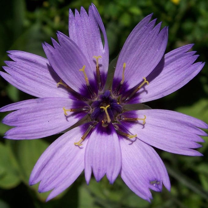 6 x Catananche Caerulea - Blauwe Strobloem Pot 9x9 cm - Hemelsblauwe Bloeier