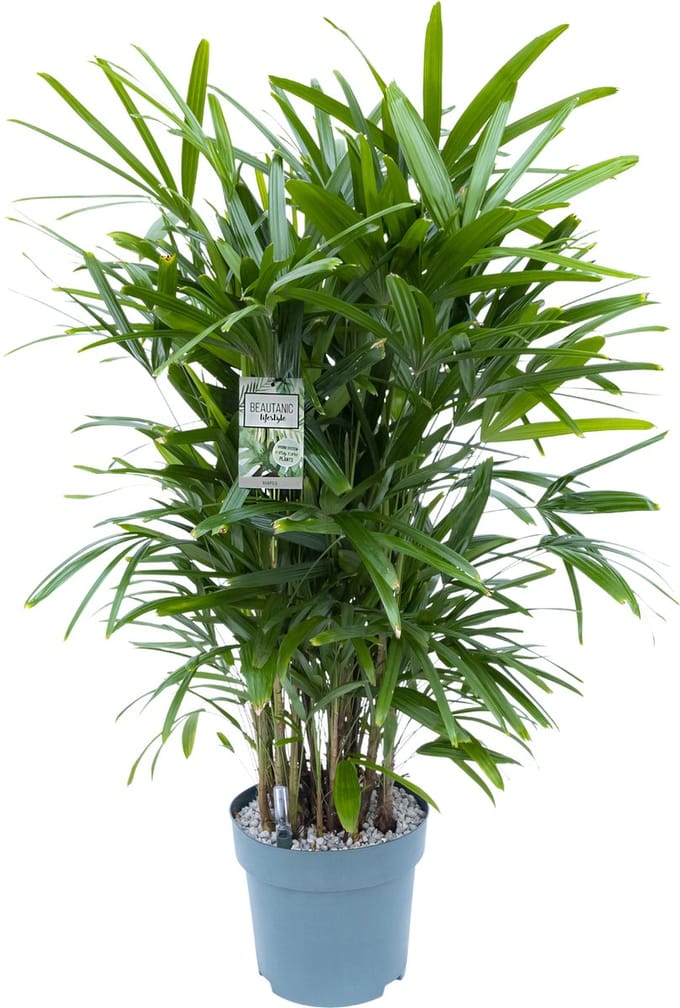 Rhapis Excelsa met watermeter | 130cm hoog | op hydrocultuur