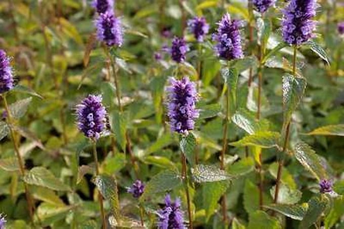 6x Dropplant - Agastache hybr. 'Black Adder' | 9x9 cm pot