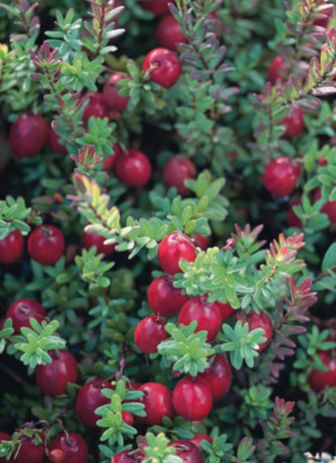 Vaccinium macrocarpon (cranberry) - 30-40 cm in pot
