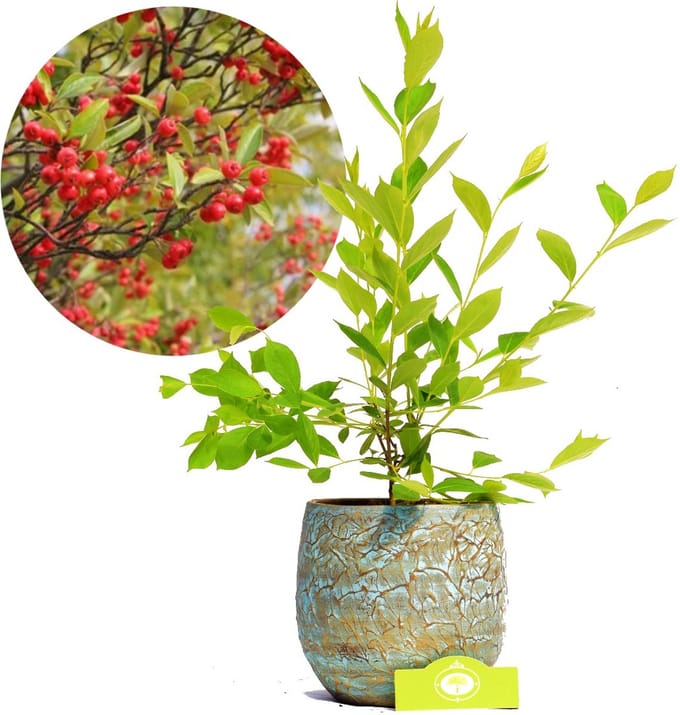 Aronia prunifolia Brilliant, appelbes, bessenstruik, 2 liter pot