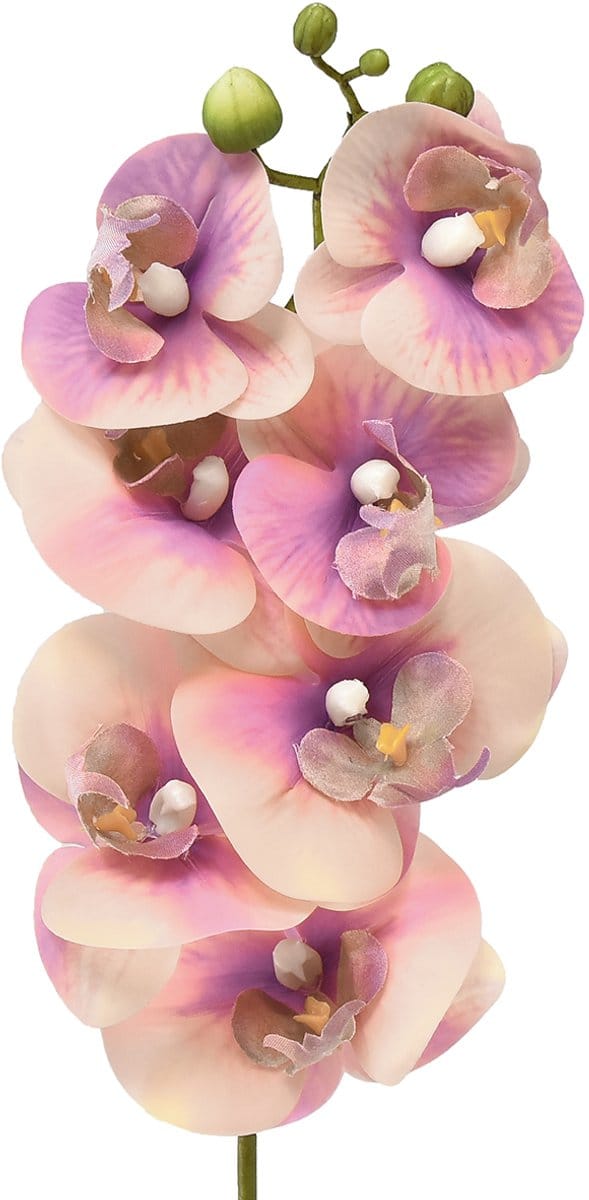 Orchidee Phalaenopsis kunst 7 bloemen paars crème 73cm
