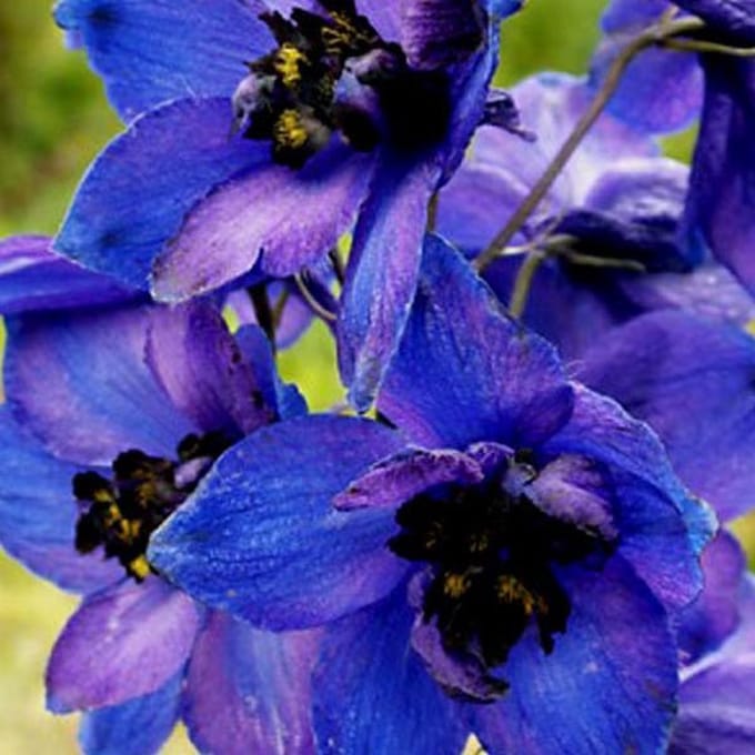 6 x Delphinium 'Black Knight' - Ridderspoor pot 9x9cm