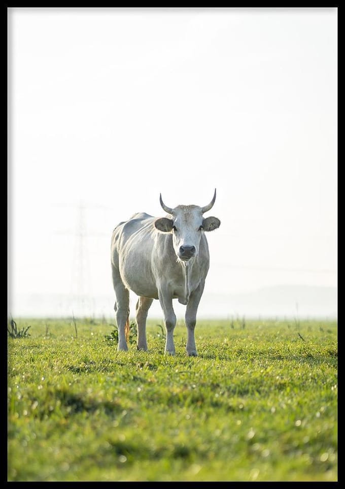 Poster Koe - 70x100cm - Poster Dieren
