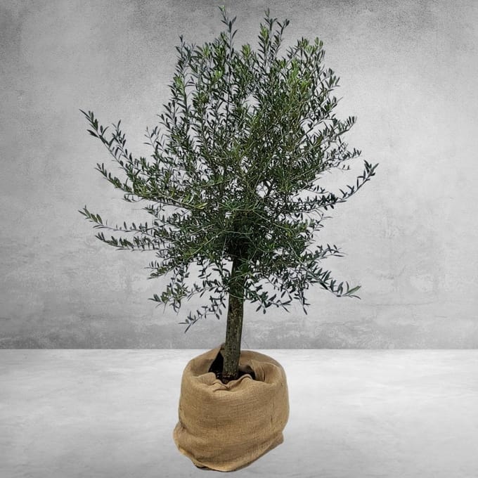 Green Harmony - Olea europaea op stam 35 liter, Olijf op stam