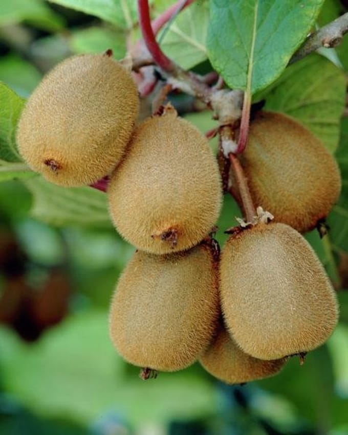 Actinidia Deliciosa 'Boskoop' - Kiwi;Straalstempel 50- 60 cm pot