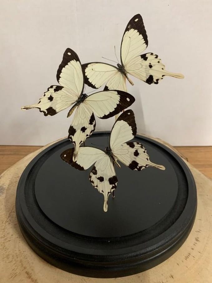 Stolp met Papilio Dardanus (3)