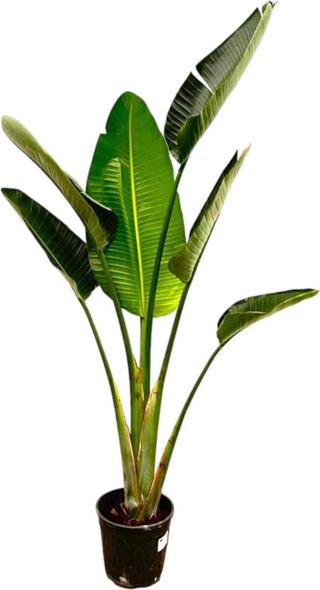 Strelitzia Augusta - 180cm - ⌀30