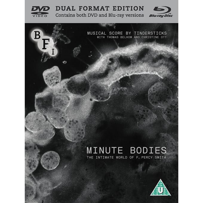 Minute Bodies