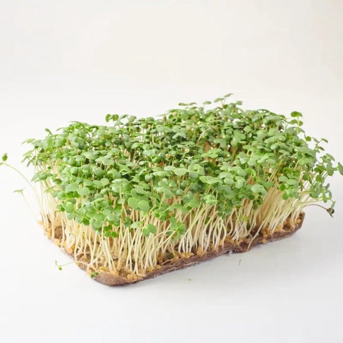 Microgreens Seeds 1kg - Broccoli Raab Microgroenten Zaden 1kg Green Chief