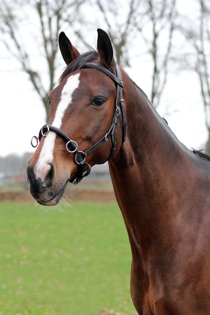 Horka Hoofdstel Kaptoom Leer 50/62 Cm Zwart/zilver (pony)