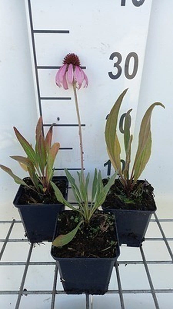 6x Zonnehoed - Echinacea angustifolia | pot 9 x 9 cm