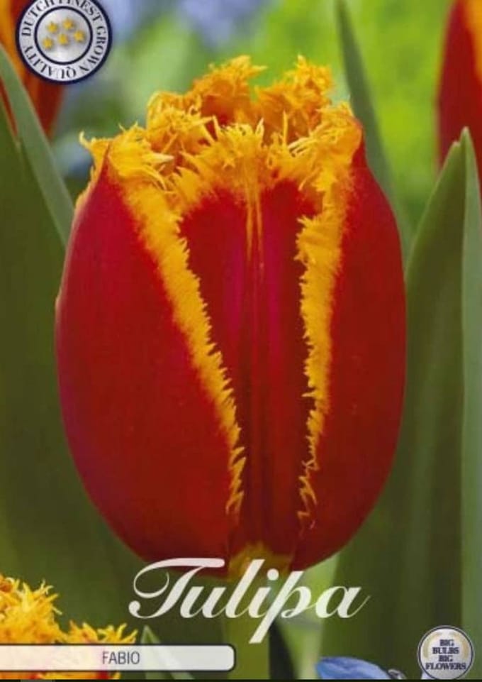 Fabio Fringed Tulpenbollen 10 stuks bolmaat 12+