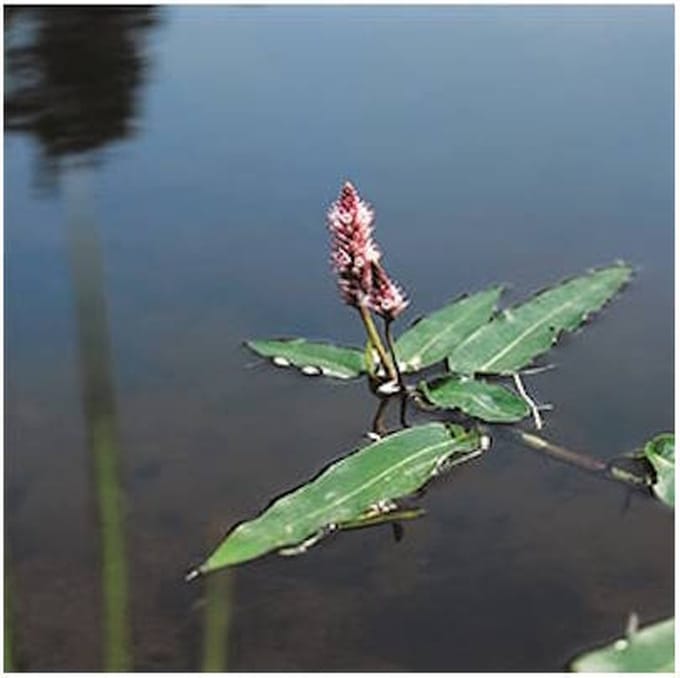 Moerings Polygonum Amphibium | Veenwortel | In 9CM pot