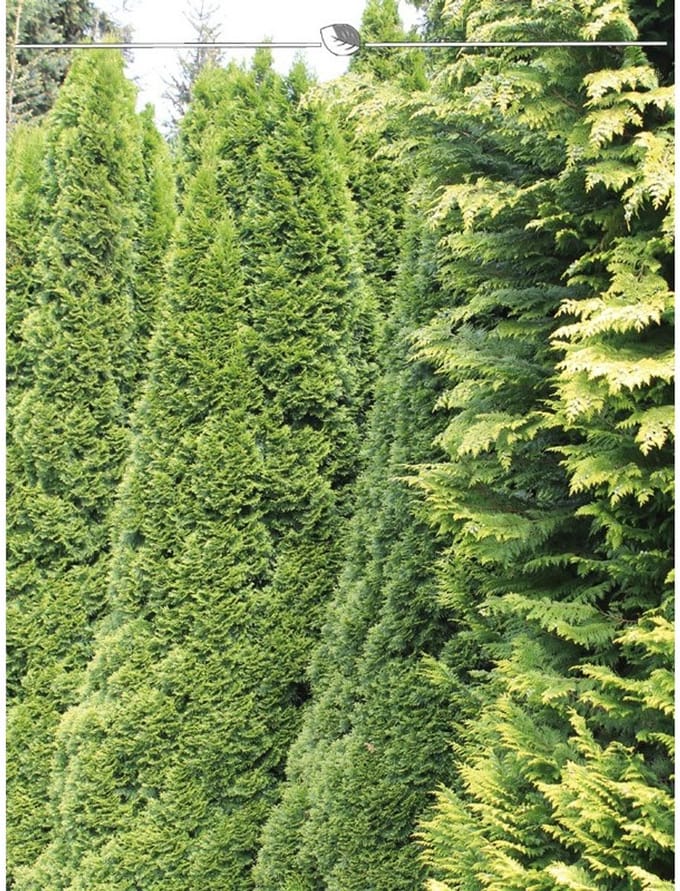 Westerse Levensboom Thuja Smaragd 120-140 cm in Pot, 20x Haagplant