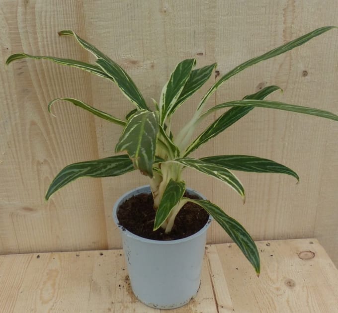 Warentuin natuurlijk - Aglaonema 30 cm