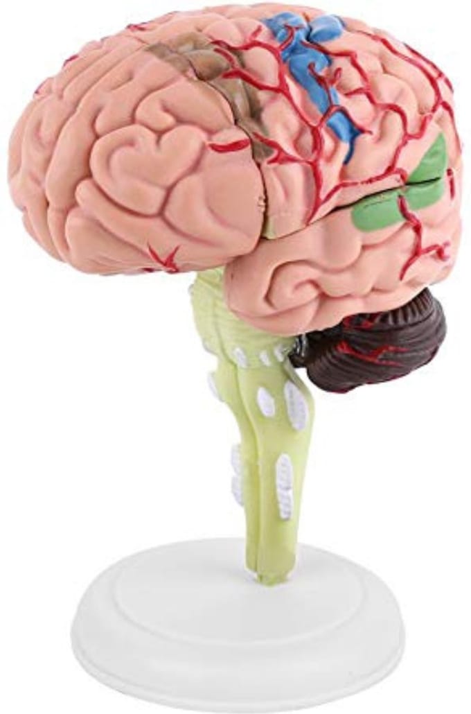 Anatomie Model - Anatomisch Model
