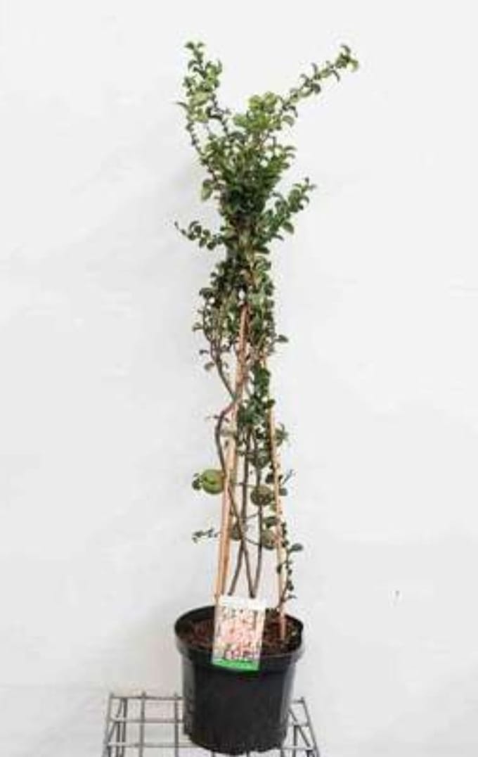 Chaenomeles sup. 'Salmon Horizon' - Sierkwee 60- 80 cm in pot