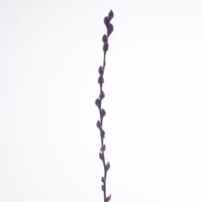 50x Tk salix katjes lila 70cm