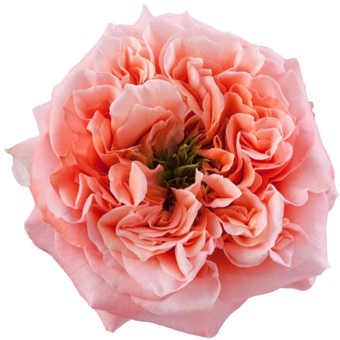 25x Rosa mandarin x-pression 50cm
