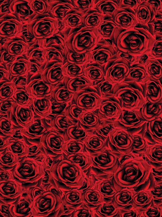 Roses  Photo Wallcovering