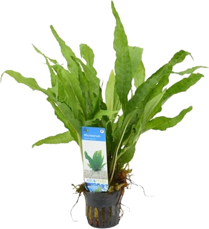 Microsorum Pteropus Javavaren - Aquariumplant - Aquarium decoratie - Moerings